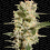Belladonna - Feminized - Paradise Seeds