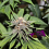 GOLD LINE MAC Daddy - Regular - Purple Caper Seeds
