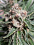 Ministry of Cannabis Seeds Mars Mellow Feminized 