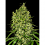 Auto Afghani - Feminized - VIP Seeds