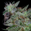 Don Do-Si-Punch - Feminized - Don Avalanche Seeds 