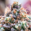 Future Island - Feminized - Anesia Seeds   