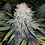 Narcoleptic- Feminized - Sensible Seeds Premium Selection 