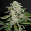 Sour Diesel- Feminized - Sensible Seeds Premium Selection             