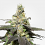 Wedding Cake-Feminized-Sensible Seeds Premium Selection    