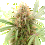 Auto AK Triple Haze- Feminized - Super Sativa Seed Club 