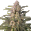 Northern Dragon Fuel Auto- Feminized - Super Sativa Seed Club  