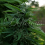 Lord Kush  - Feminized - Delicious Seeds  