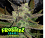 Auto Slurpeez - Feminized - Frosteez Farms Seeds     