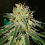 Amnesia Early Version - Feminized - World of Seeds 