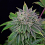Runt-Zu- Feminized - Grateful Seeds     