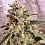 Holy Smoke Seeds Marshmallow Pancakes Feminized 