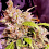 Holy Smoke Seeds Champagne Cake Feminized   