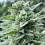 Cali Connection Seeds - Lemoncino Feminized