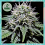 Double Seeds Gorilla Zkittlez Feminized  