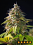 Gorilla Zkittlez Feminized – Power Strains  