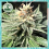 Double Seeds Quick Bud Feminized  