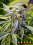 Afghan Kush Auto Feminized – Power Strains   