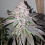 Dank Genetics Seeds Atomic Sherbert Feminized  