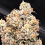Dank Genetics Seeds Dankalato Feminized 