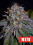 Cream of the Crop Seeds Biscotti Feminized 