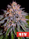 Cream of The Crop Seeds Biscotti Auto Feminised 