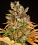 Barneys Farm Seeds GMO Feminized  
