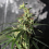Limited Edition Panama x Malawi- Feminized - Ace Seeds  