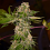 Zinfandel- Feminized - Black Tuna Seeds