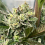 Kid Pambele Feminized - Black Tuna Seeds  
