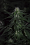 Emerald Triangle Seeds Banana Mass Feminized