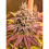 Blood Diamonds - Feminized - Conscious Genetics 