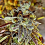 Holy Smoke Seeds Black Cherry Cake Feminized   