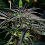Kush Cannabis Seeds Strawberry Banana Kush Feminized 