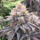 The Plug Seedbank - Fritter Delight Feminized