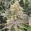 Karma Genetics Seeds - Mopchopper - Feminized