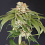 Karma Genetics Seeds - Kushi Melon - Feminized 