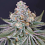 Karma Genetics Seeds - Now N Melon - Feminized