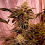 Holy Smoke Seeds - Yoda Junky - Feminized 