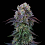 Perfect Tree Seeds - Coconut Cream - Feminized 