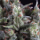 Pyramid Seeds - Auto Olympia - Feminized 