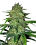 2025 Cannabis Seed Collection - Hindu Kush - Feminized