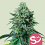 Royal Queen Seeds - Forbidden Fruit - Feminized