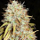 Phoenix Seeds - Amnesia Express Auto Feminized
