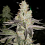 Always Be Flowering - Finessin Feminized