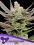 Anesia Seeds - Glowberry Rush Auto Feminized