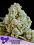 Anesia Seeds - Privileged Baddie Feminized