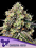 Anesia Seeds - Roswell Code Feminized