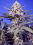 Sweet Seeds - Pineapple Slush XL Auto - Feminized