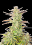 Fast Buds Seeds - Z-Up Auto Feminized